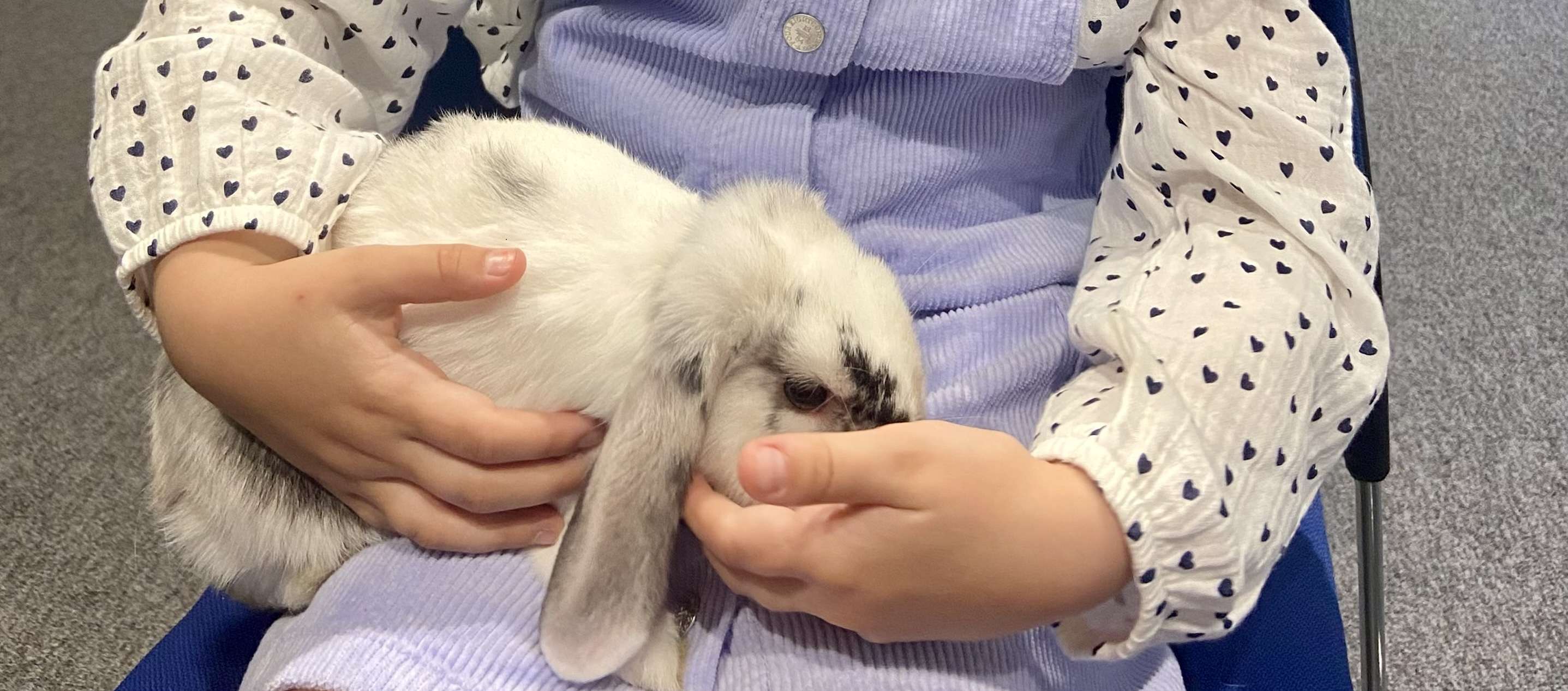 Bunny at dovetail